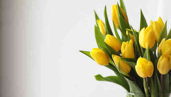 bigstock-225059908-2800x1400.jpeg?sw=336&sh=190&q=60