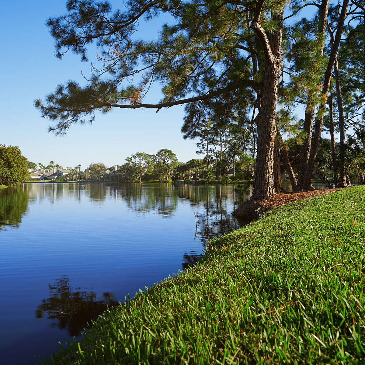 About Tulip Cape Coral