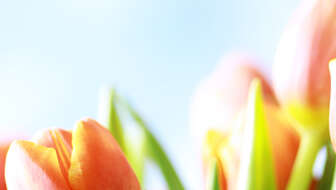 orange-blue-tulips-hero.jpg?sw=336&cx=733&cy=0&cw=1415&ch=800&q=60