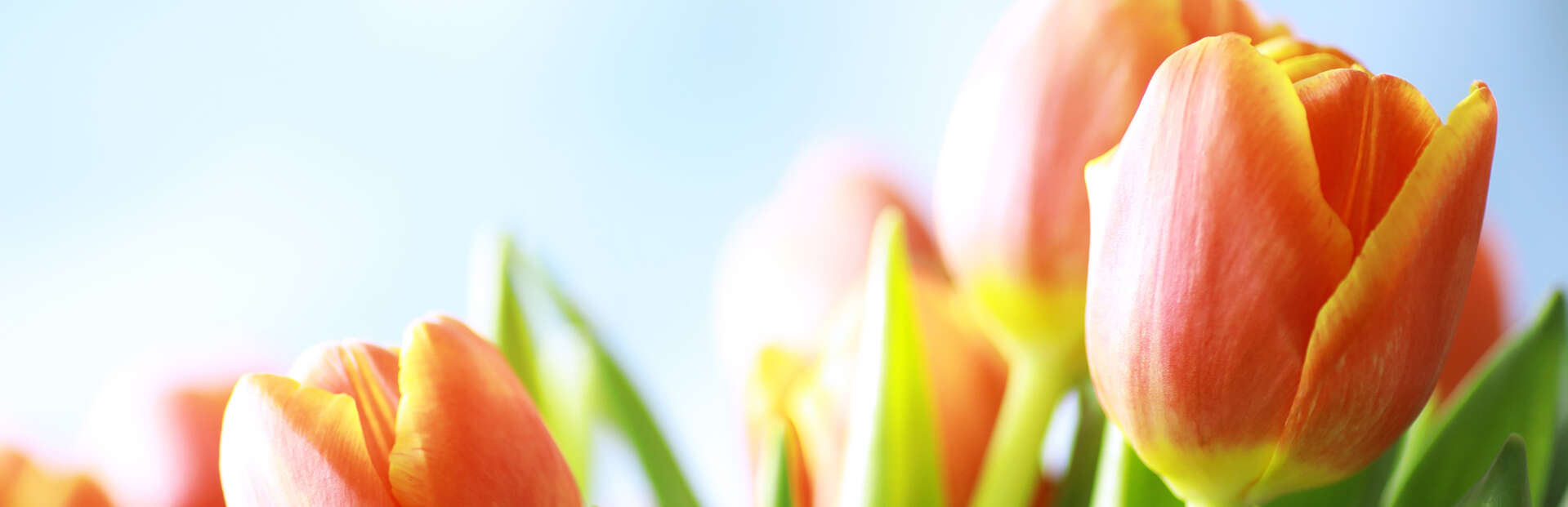 orange tulips with blue background