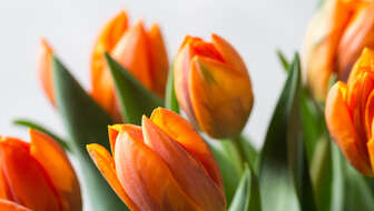 orange-tulips-hero.jpg?sw=336&cx=733&cy=0&cw=1415&ch=800&q=60