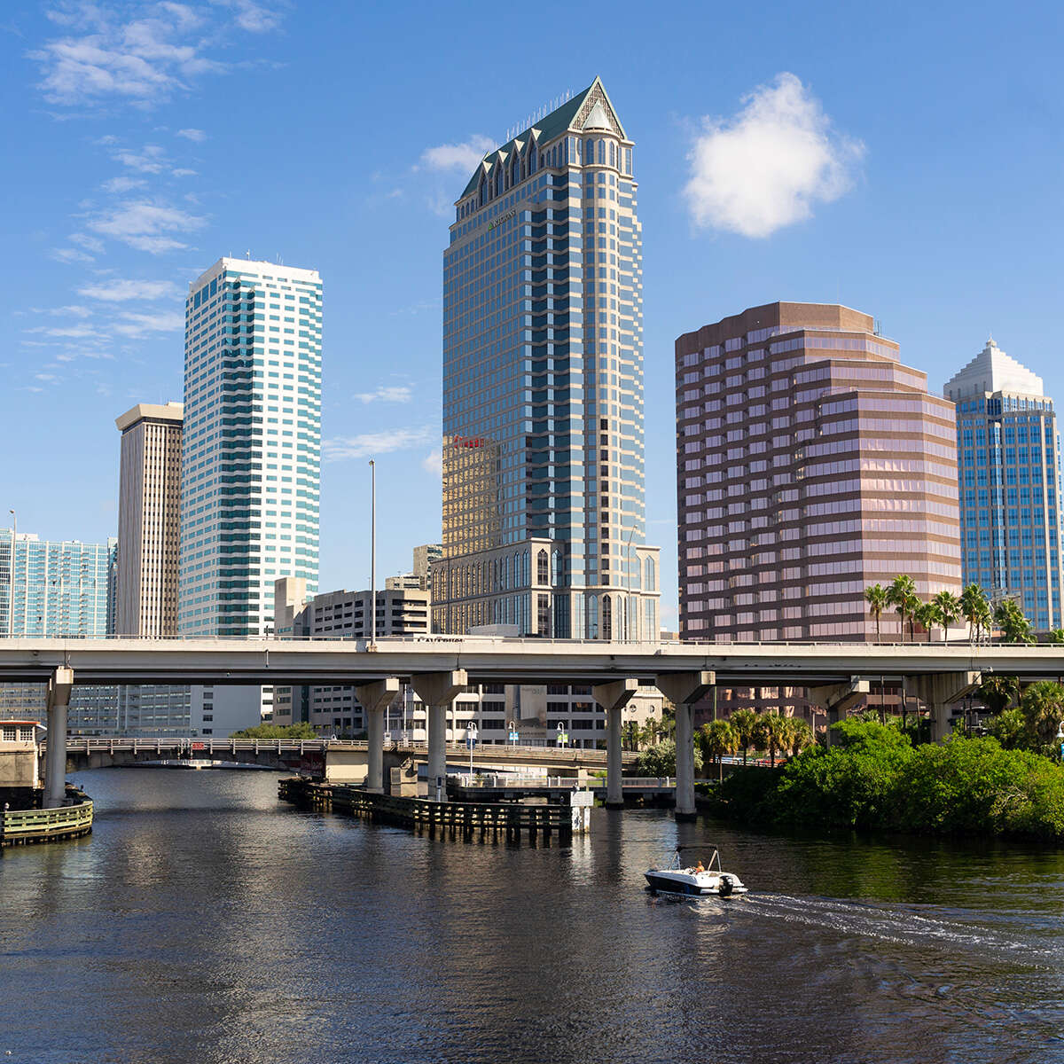 About Tulip Plant City