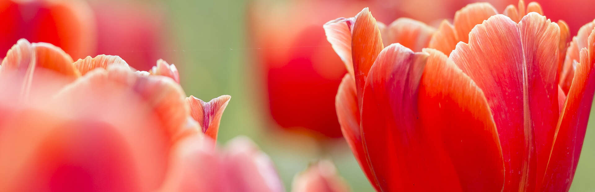 red tulips
