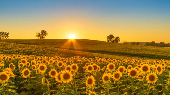 shutterstock_1145794127.jpg?sw=592&cx=0&cy=0&cw=4000&ch=2251&q=60