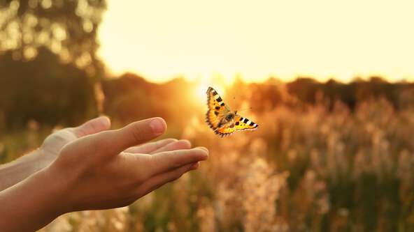 Tulip death positive.jpg?sw=592&cx=0&cy=0&cw=5744&ch=3231&q=60