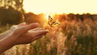 Tulip death positive.jpg?sw=336&cx=0&cy=297&cw=5744&ch=3249&q=60