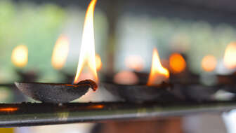 Tulip World Religions.jpg?sw=336&cx=0&cy=124&cw=2452&ch=1387&q=60