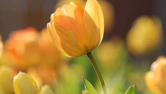 tulip-690320_960_720-960x480.jpg?sw=336&cx=56&cy=0&cw=849&ch=480&q=60