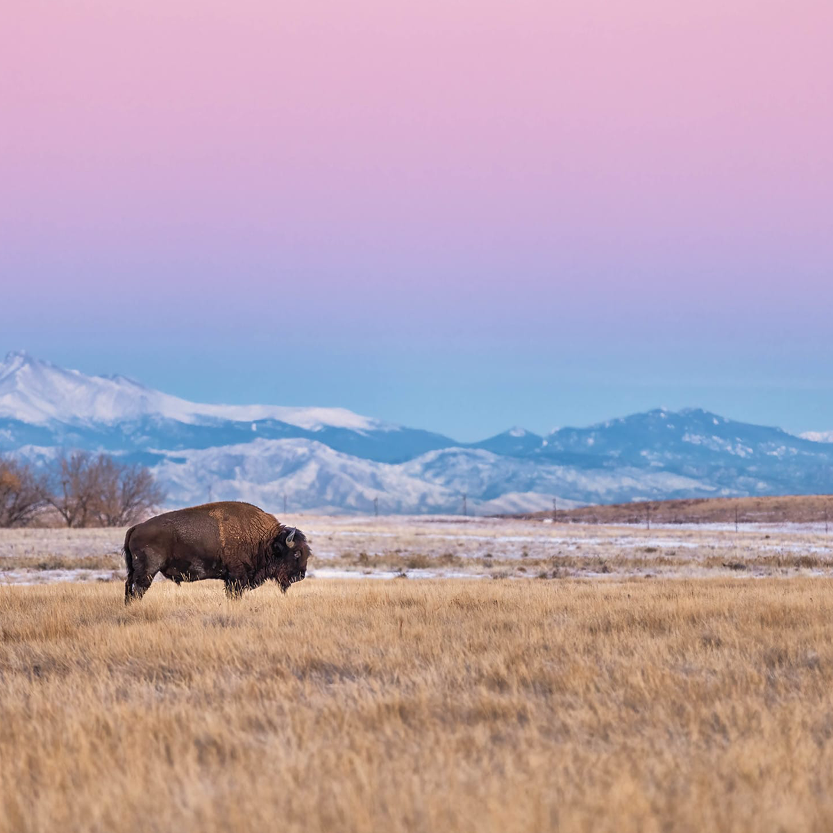 Commerce City direct cremation