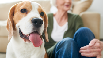 dog.png?sw=336&cx=77&cy=0&cw=1180&ch=667&q=60