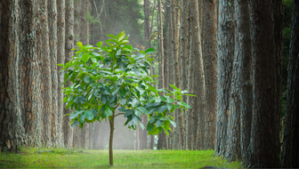 Environmental-urns.png?sw=336&cx=154&cy=1&cw=1180&ch=667&q=60