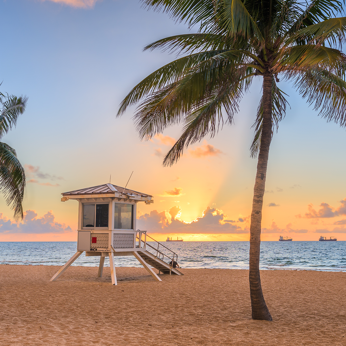 About Tulip Pinellas Park