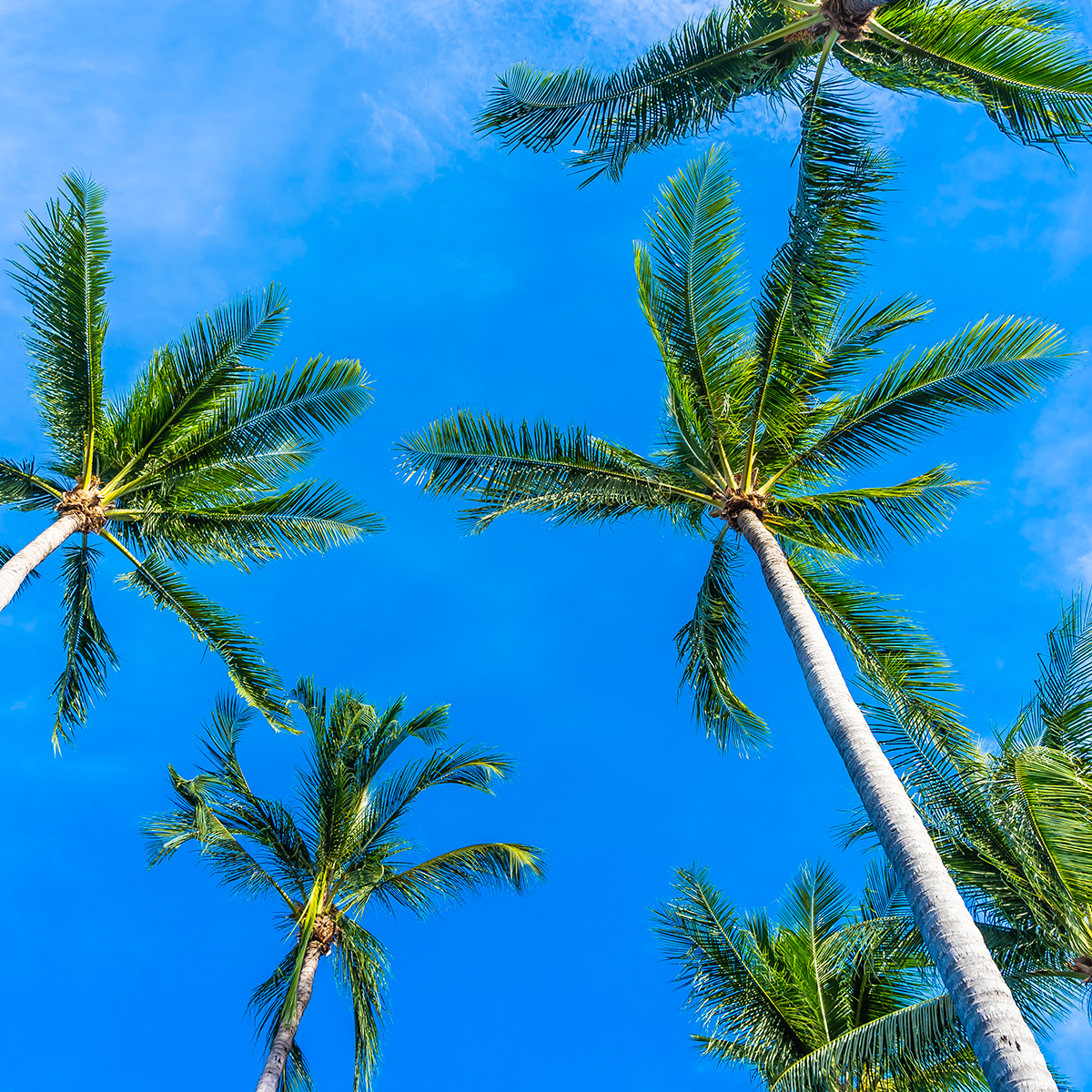 About Tulip Port Richey