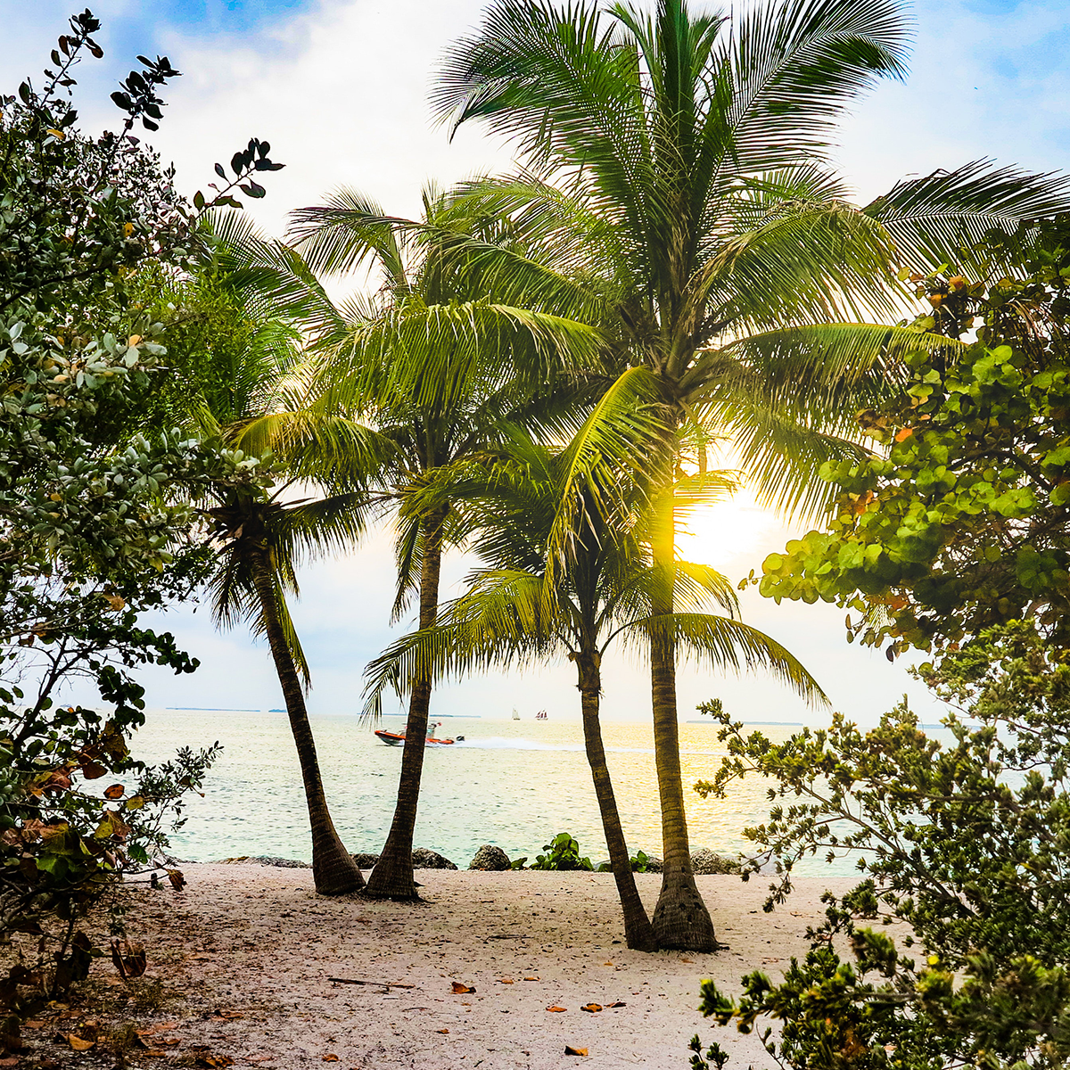 About Tulip Rockledge