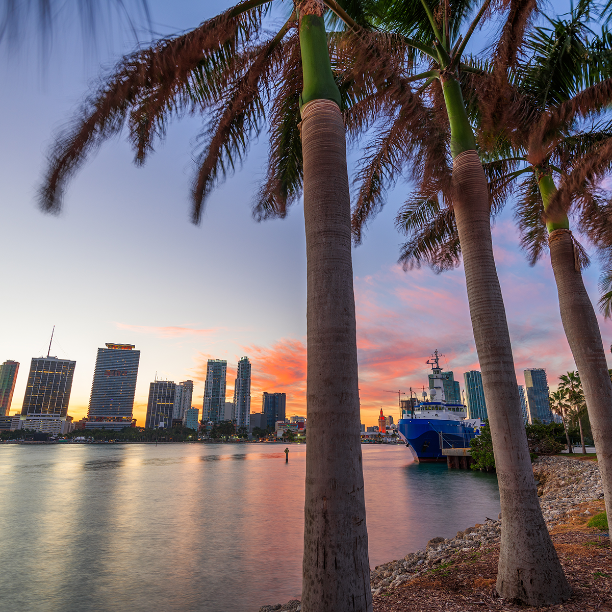 About Tulip Winter Haven