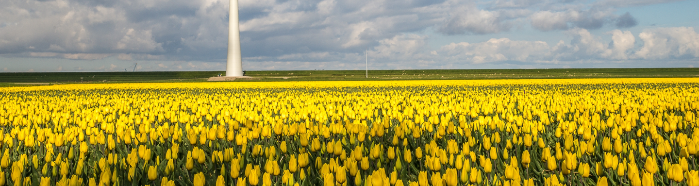 tulip flowers landscape